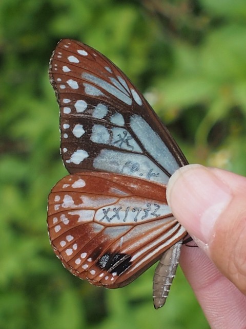 Samagi Insect Index of /~asagi/asagiml/2017