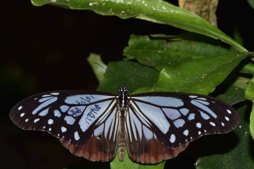Samagi Insect Index of /~asagi/asagiml/2018
